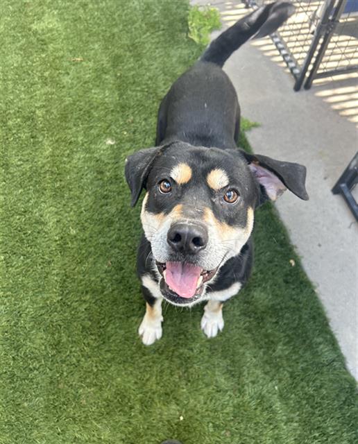Otis