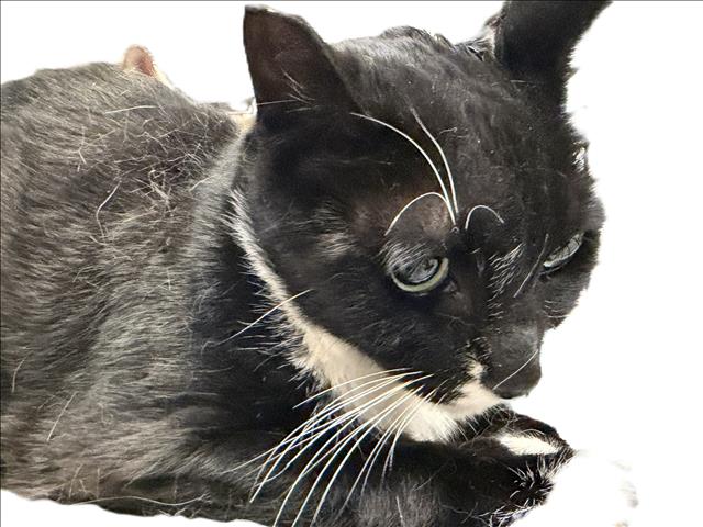 Figaro