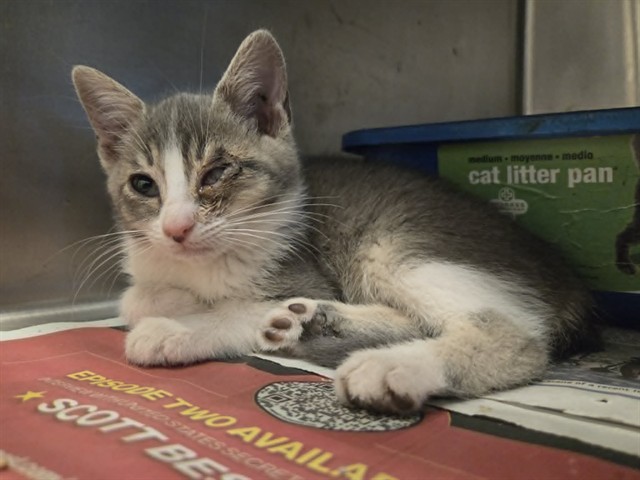 Adoptable Cat