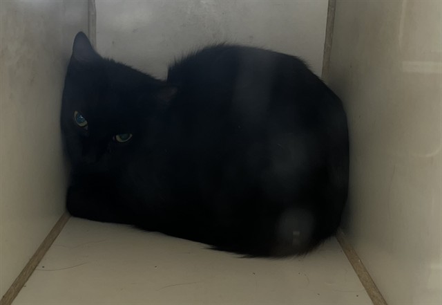 Onyx