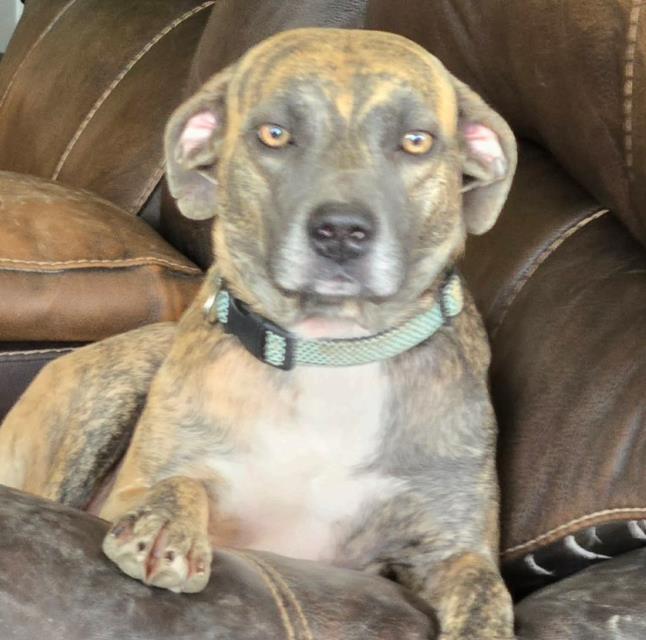 Lexi