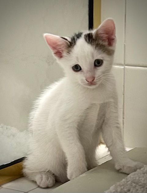 Ollie