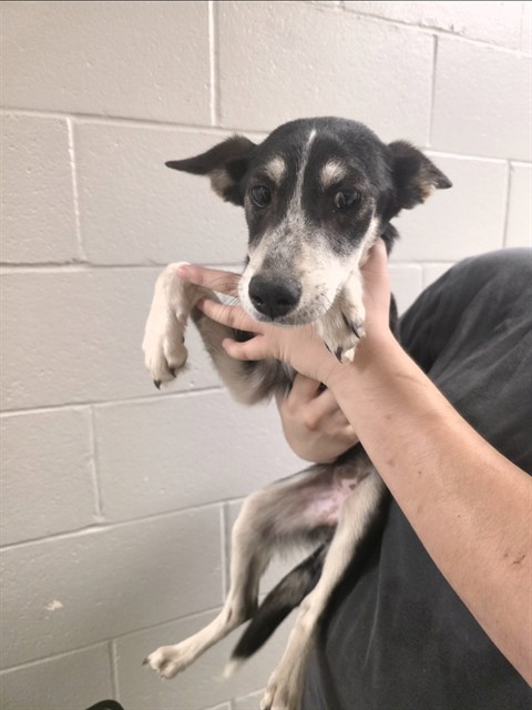 Adoptable Dog