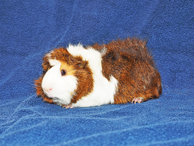 Stewart