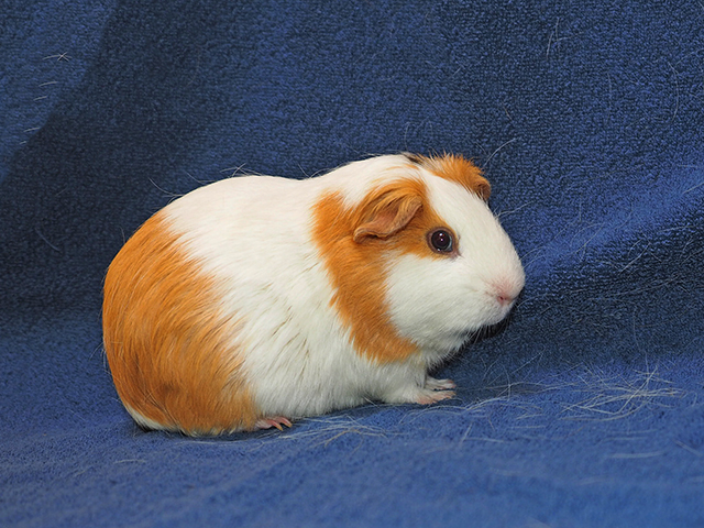 Hippo