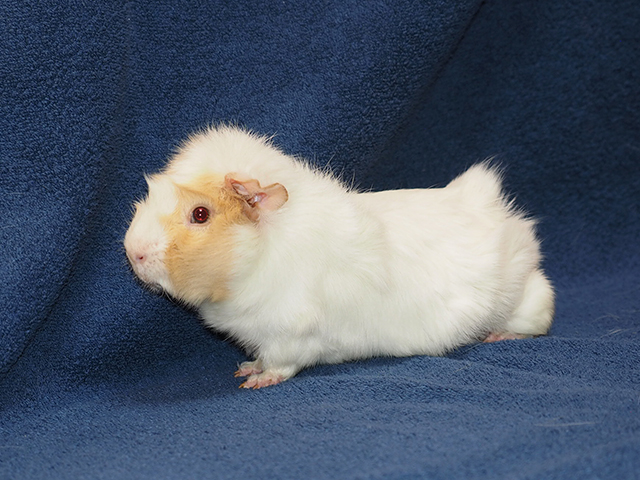 Charles