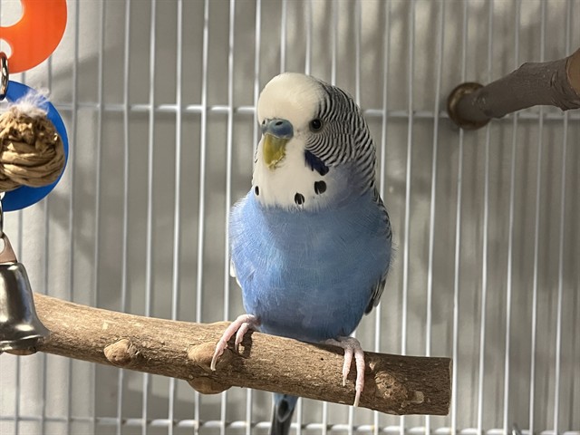Simon
