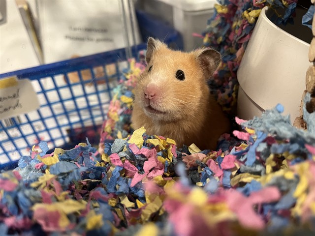 Daisy