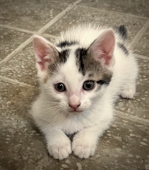 Lily