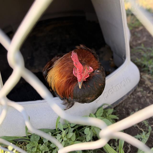 Adoptable Bird