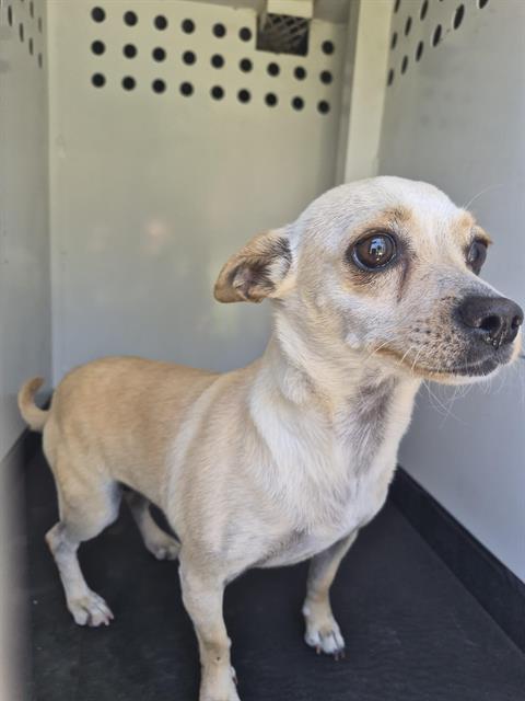 Adoptable Dog