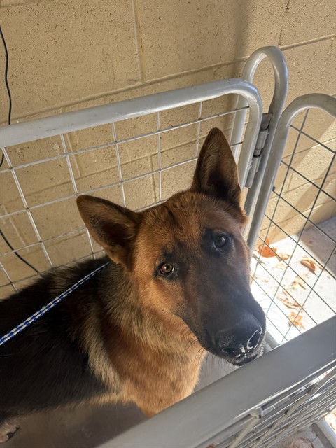 Adoptable Dog