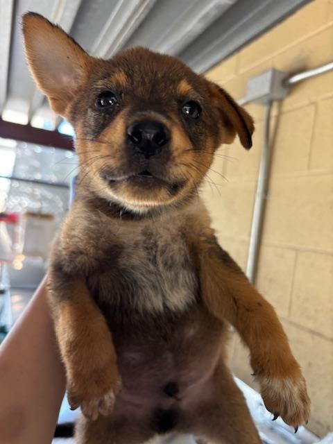Adoptable Dog