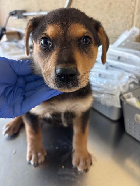 Adoptable Dog