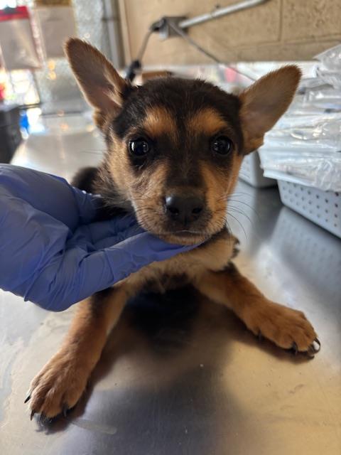 Adoptable Dog
