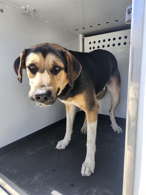Adoptable Dog