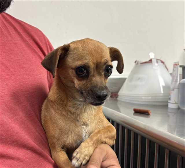 Adoptable Dog