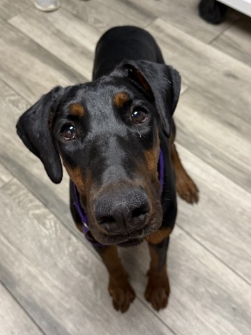 Eden- Pending Adoption