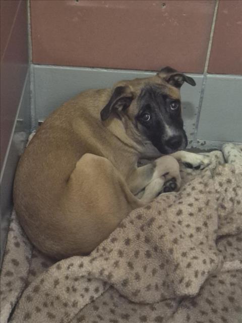 Tilly