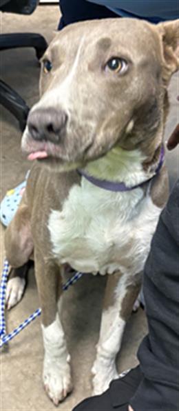 Snoop