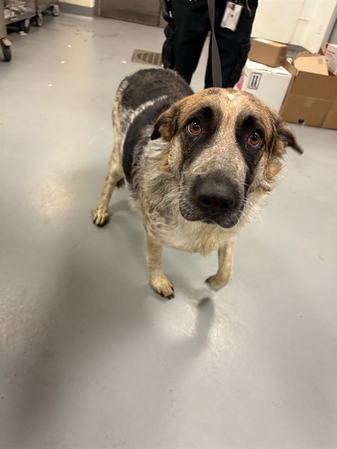 Adoptable Dog