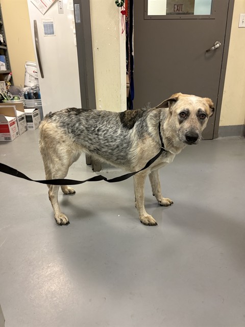Adoptable Dog