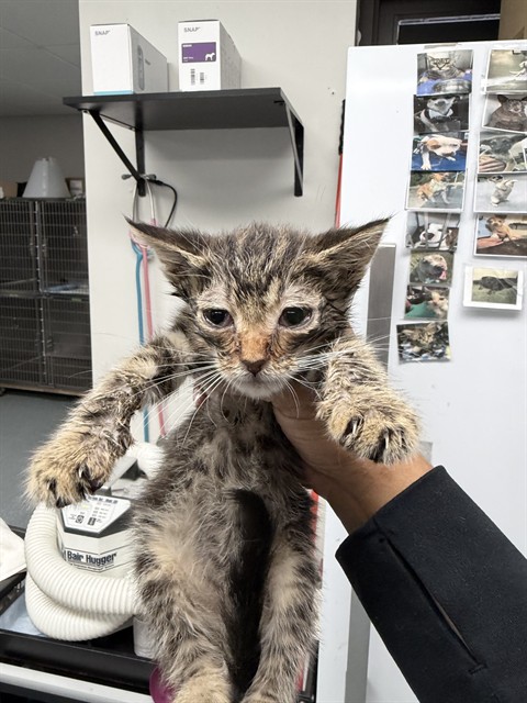 Adoptable Cat