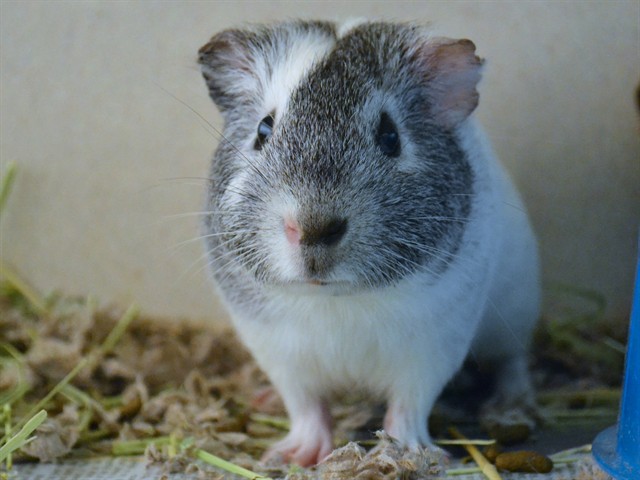 Barry