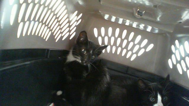 Adoptable Cat