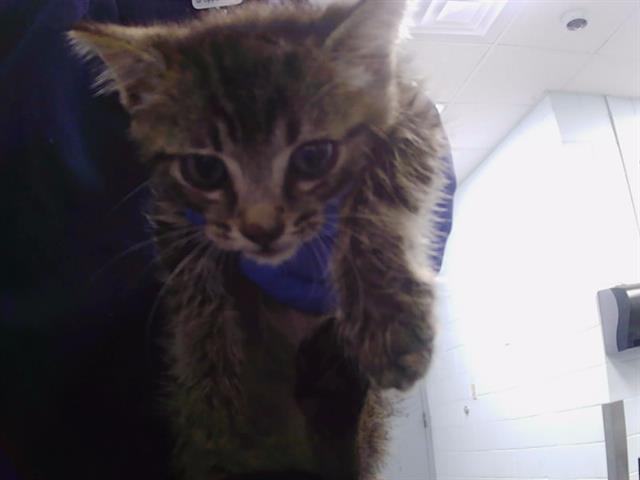 Rascal