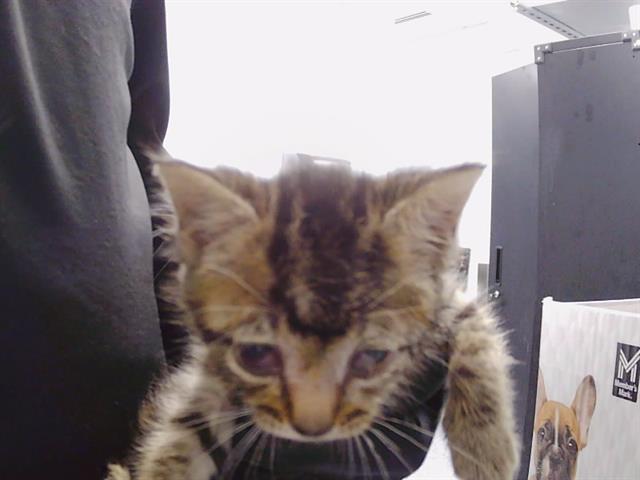 Benji