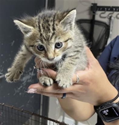 Topaz- Pending Adoption