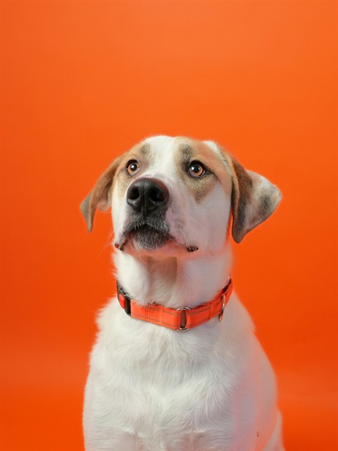 Mamas - Adoption Pending