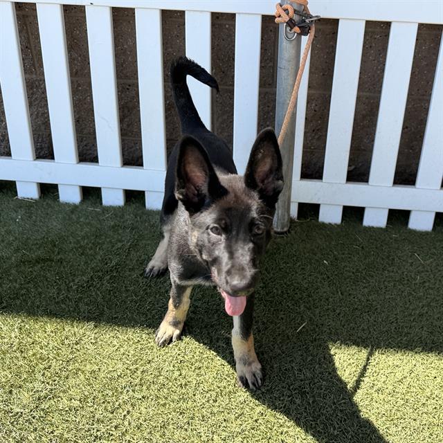 Adoptable Dog