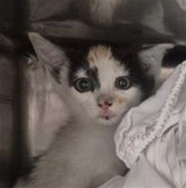 Lila