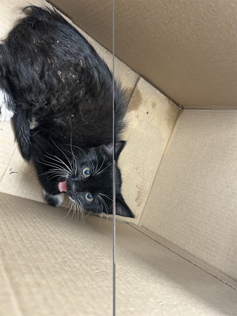Adoptable Cat