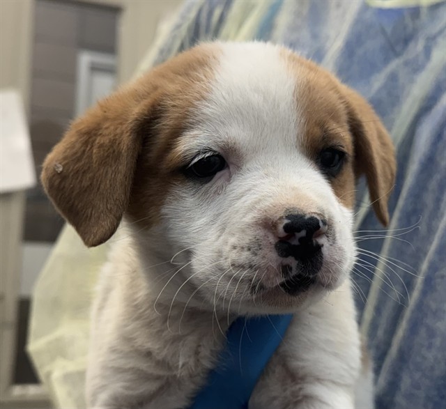 Adoptable Dog