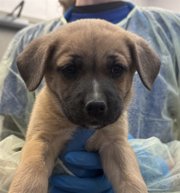 Adoptable Dog