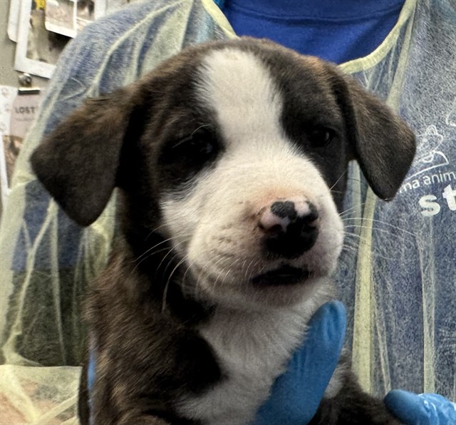 Adoptable Dog