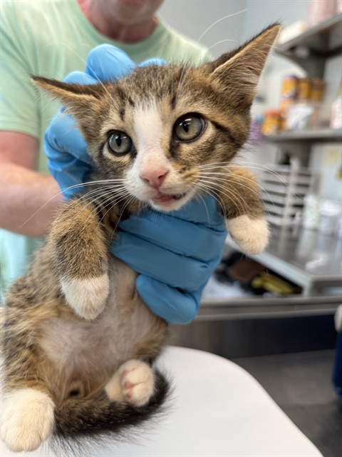 Adoptable Cat