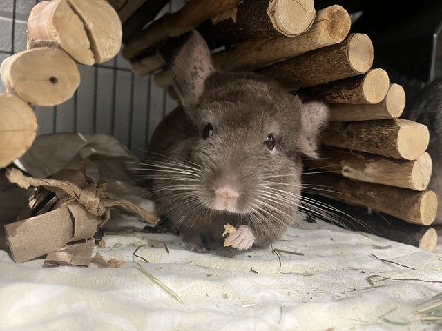 Reid