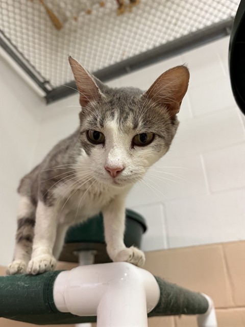 Adoptable Cat