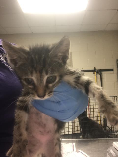 Adoptable Cat