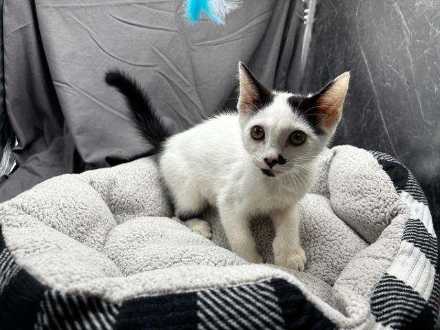 Adoptable Cat