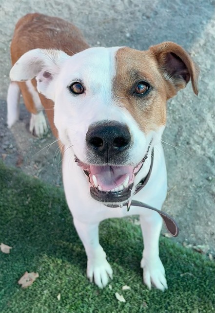 Med Adopt Marbles