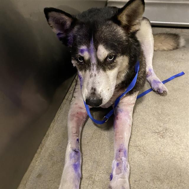 Adoptable Dog