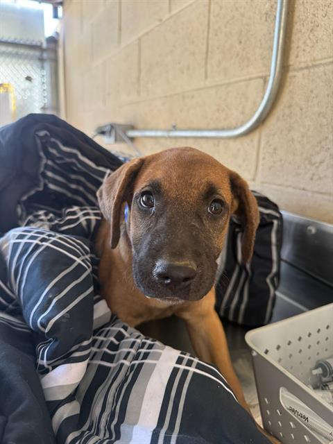 Adoptable Dog