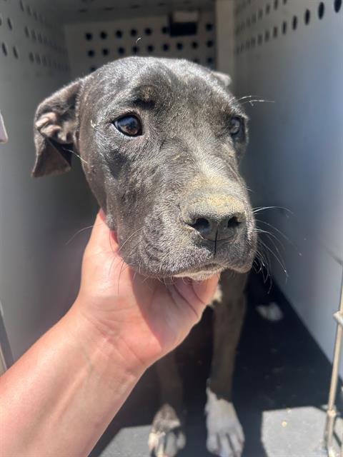 Adoptable Dog
