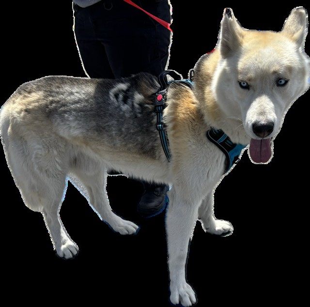 Balto