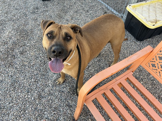 Rosie